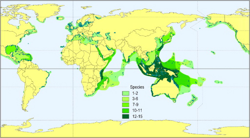 Seagrass Global Distribution