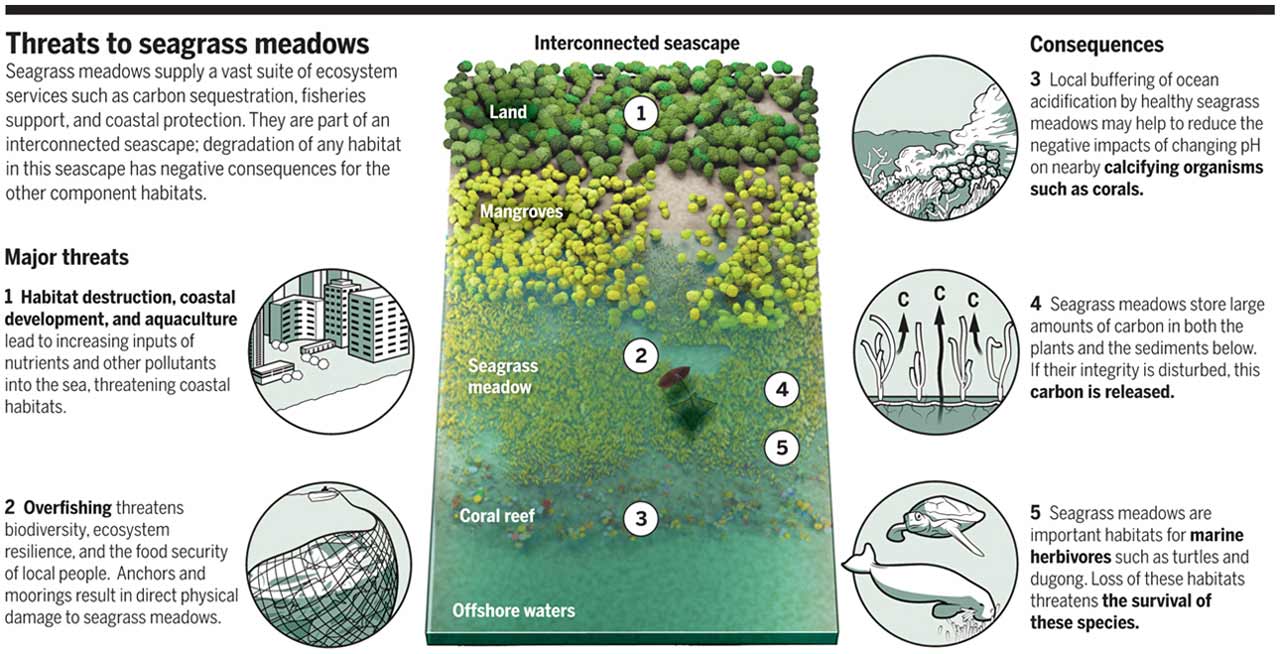 Threats to Seagrass