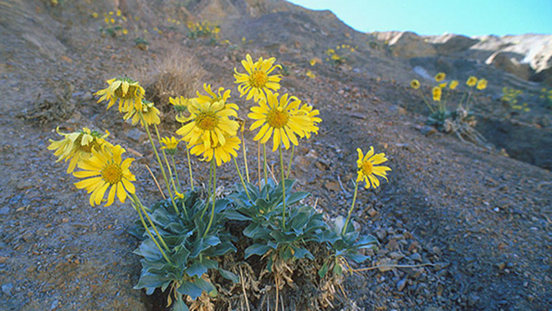 uphill battle for california’s native plant species
