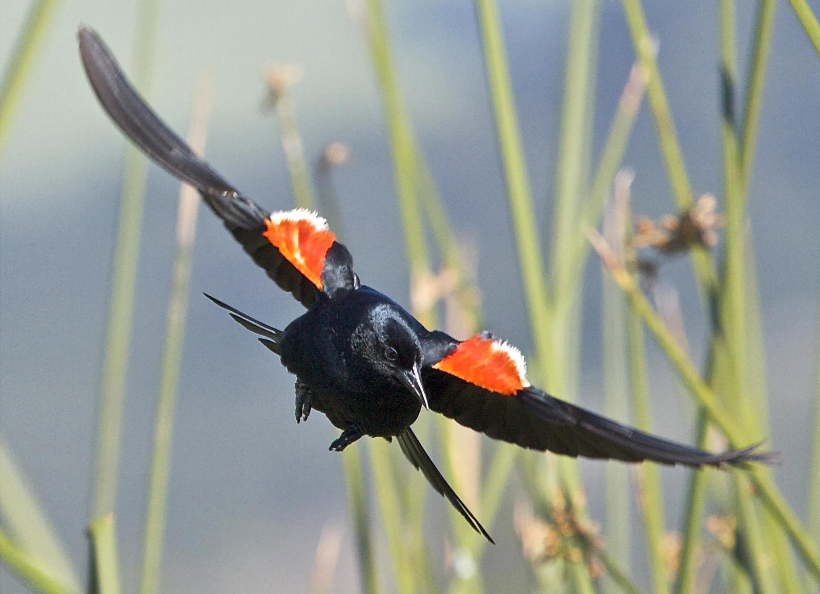 Developing Genomic Resources To Inform Conservation And Management Of ...