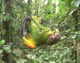 research in the chocó rainforest