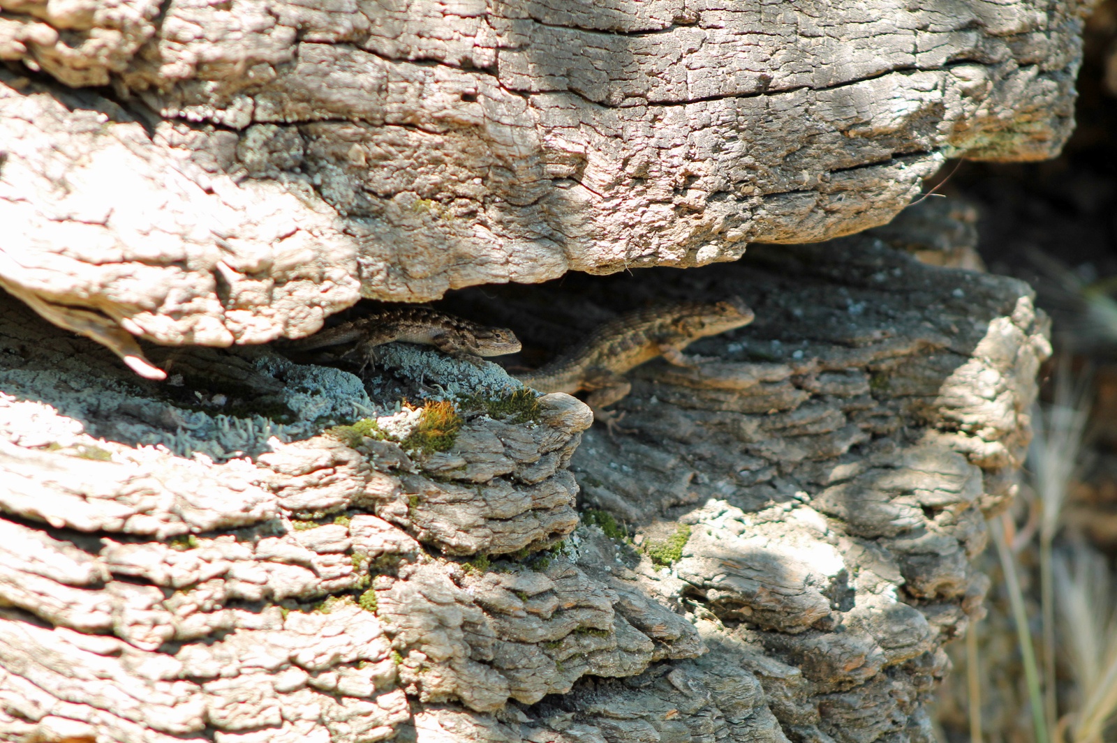 Effects of urbanization and habitat fragmentation in native reptiles ...