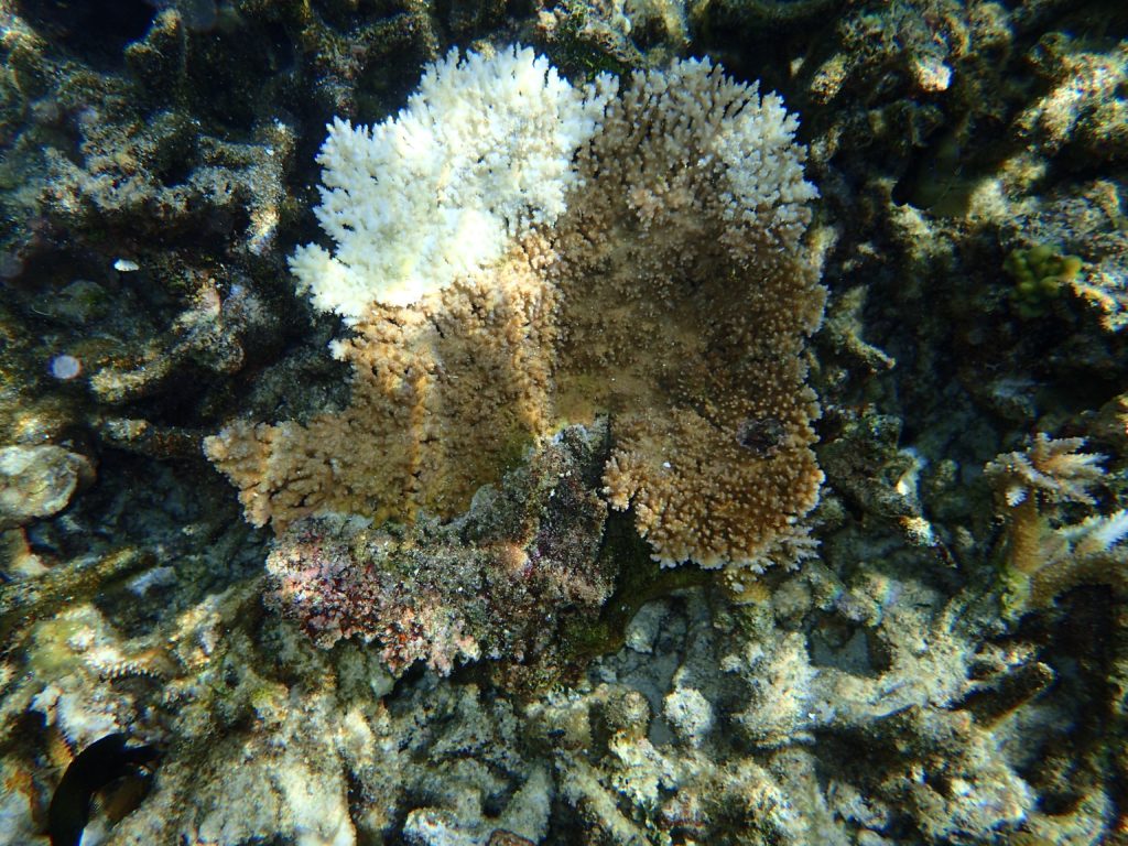Coral reefs in hot water as warming events slow recovery — Institute of ...