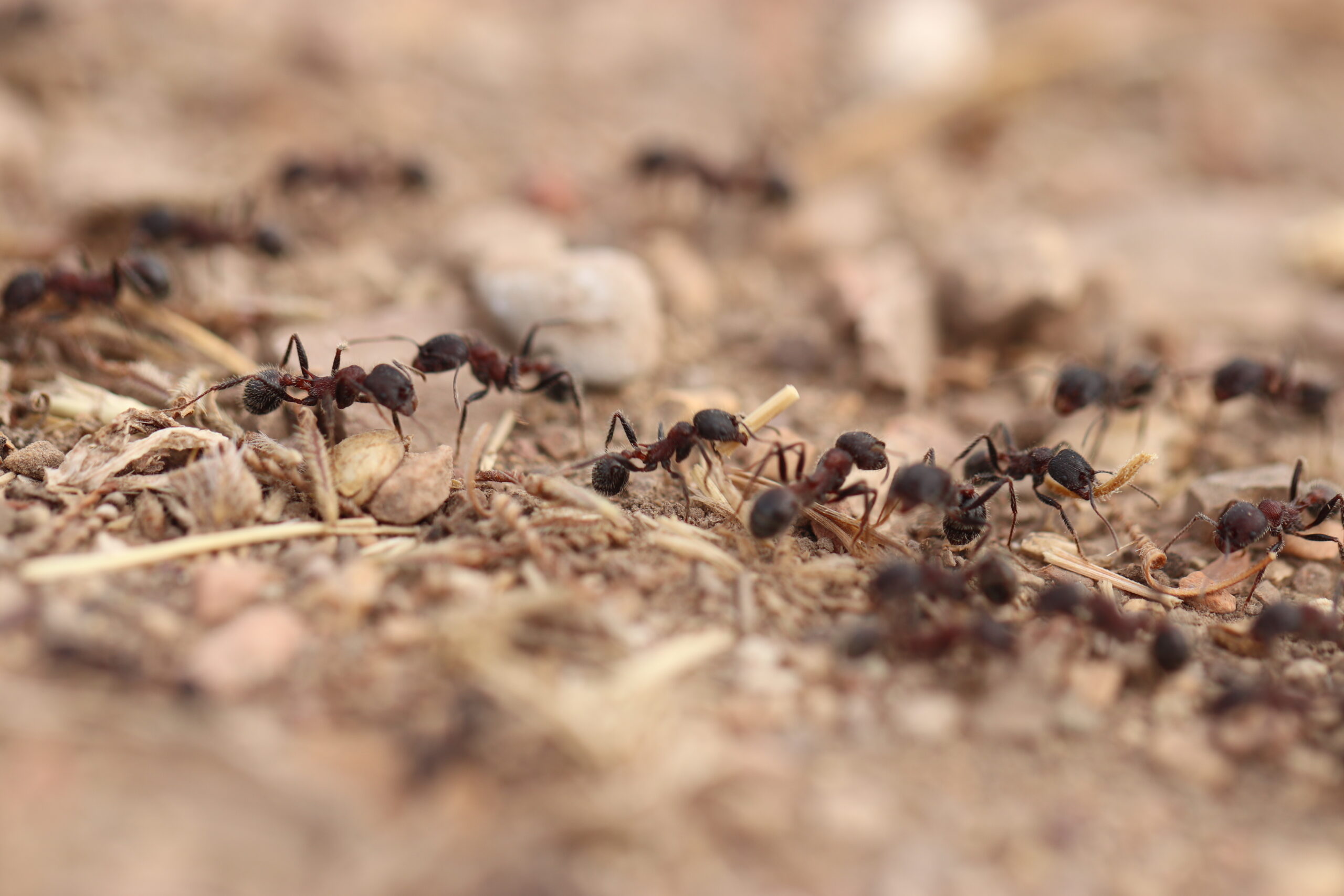 Research: Raising awareness on ground Ants diversity and abundance - The  Forefront Mag