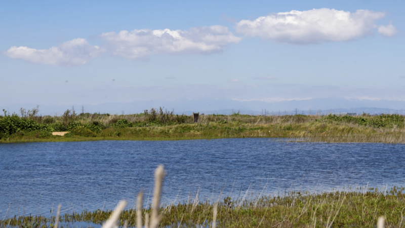 An ephemeral wetland at Fairview Park in Costa Mesa | Brian Feinzimer