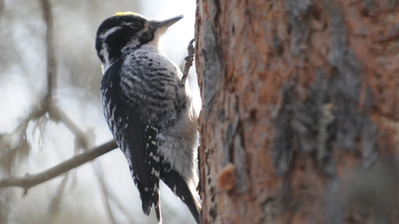 three-toed woodpecker, which feeds on the grubs of wood-boring beetles | Aaron Hinks