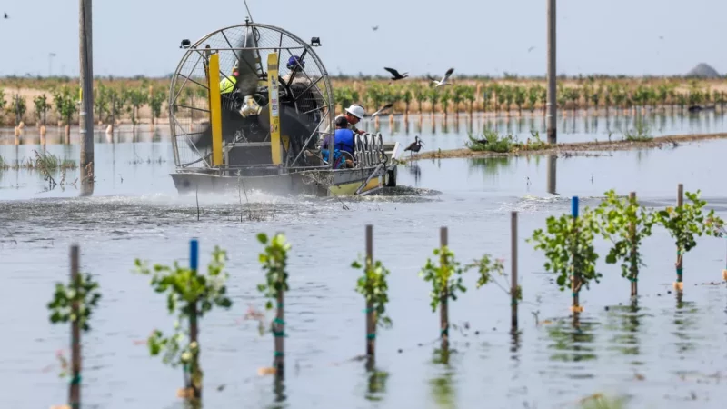 PG&E crews travel by airboat in June to decommission power poles in a flooded pistachio orchard in Corcoran, Calif., which lies in the Tulare Basin. (Robert Gauthier / Los Angeles Times)