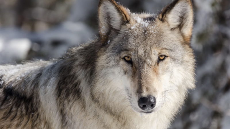 A Gray Wolf looking straight in the camera.A gray wolf in the Yellowstone area of Wyoming. The same species has recently appeared in Southern California for the first time in about 150 years. Credit: Design 14/Alamy Stock Photo