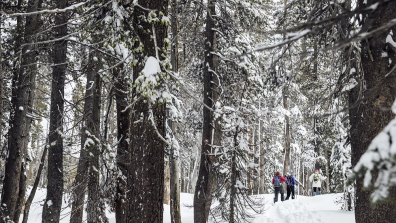 People snowshoe along the Pacific Crest Trail at Donner Summit California State Snopark in Soda Springs on Jan. 12.(Stephen Lam/San Francisco Chronicle)