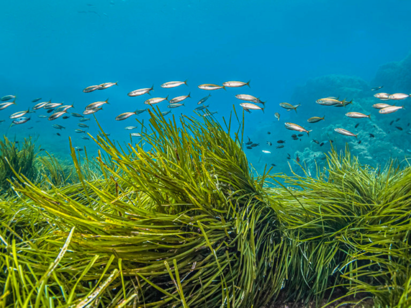 A school of fish swims above Posidonia oceanica, also known as Neptune grass, in the crystal-clear waters of Port-Cros National Park in the Mediterranean Sea. | Vincent Pommeyrol / Canva