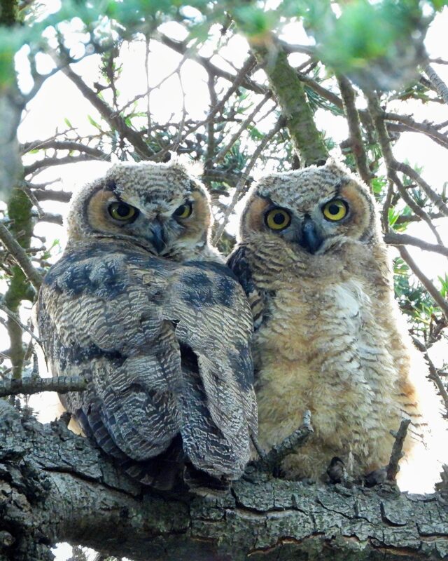 Two owls looking down from a tree in Los Angeles | Photo by Nurit Katz