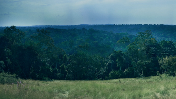 Forest in Cameroon