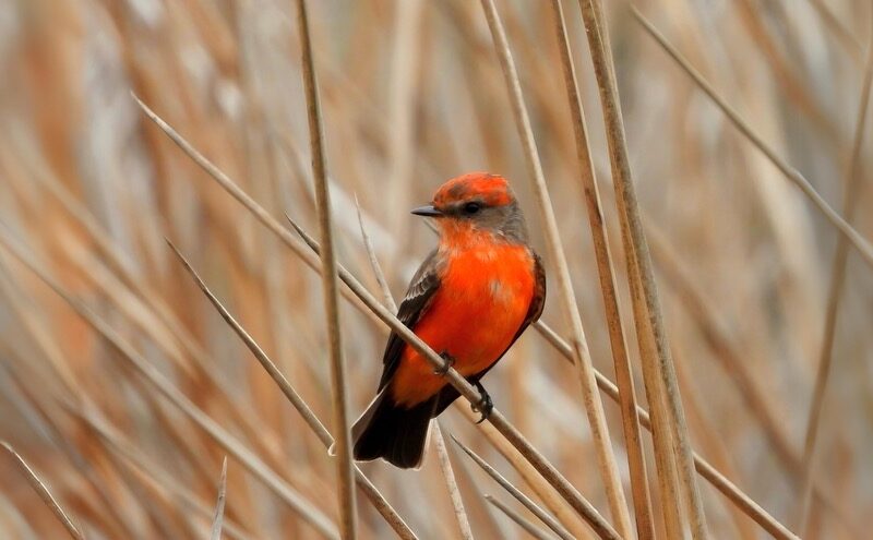 Orange Vermilion Flycatcher sitting on brush