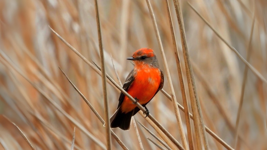 Orange Vermilion Flycatcher sitting on brush