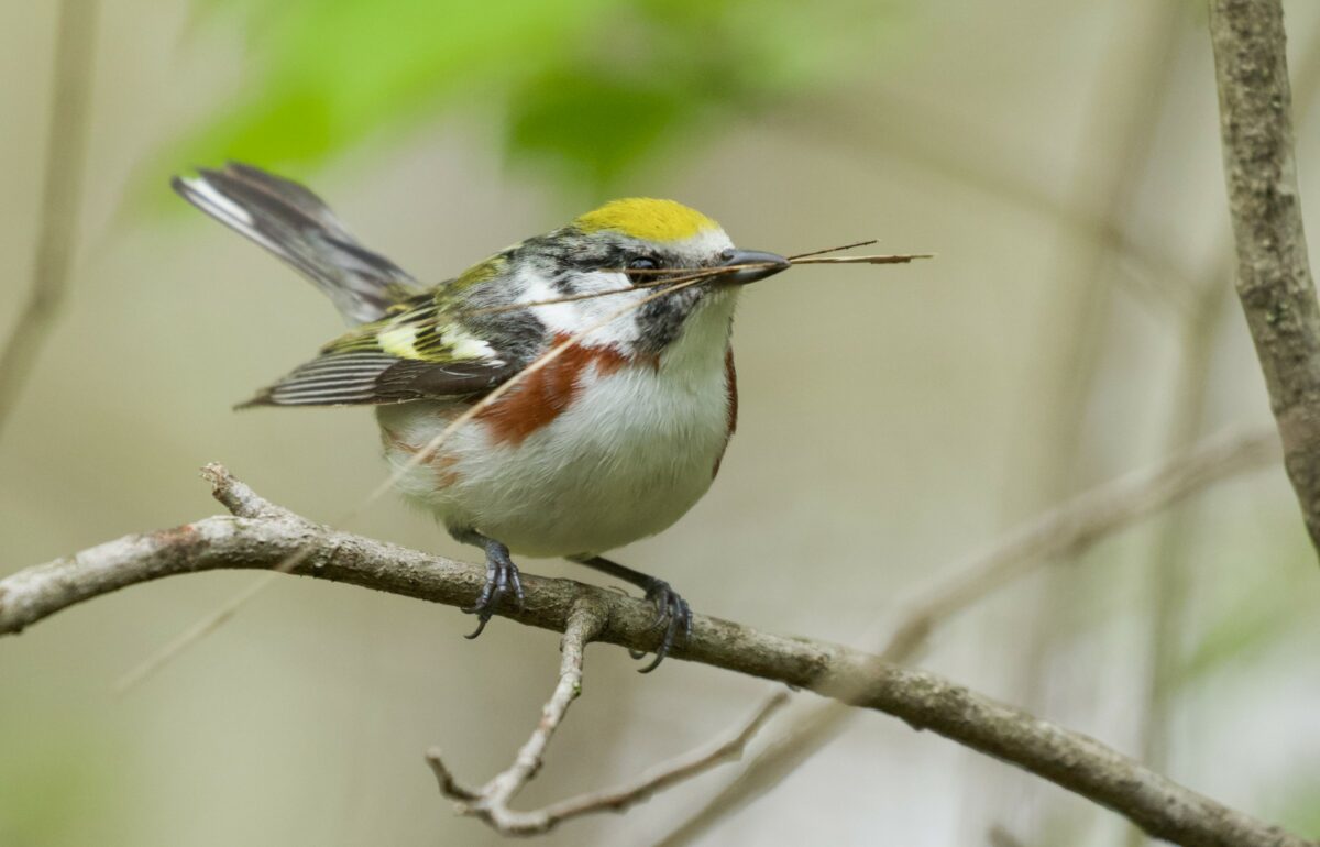 Chestnut-sided warbler