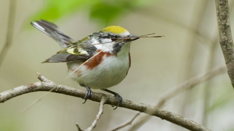 Chestnut-sided warbler