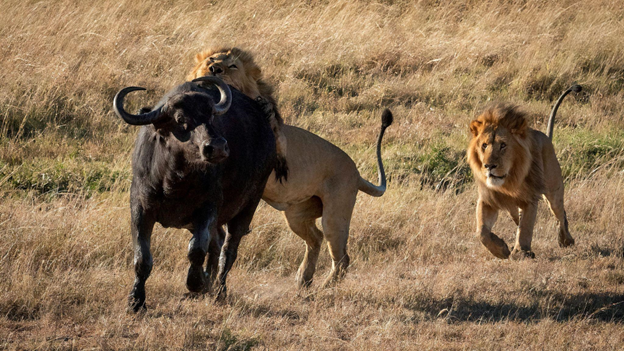 Two male lions attack a Cape buffalo