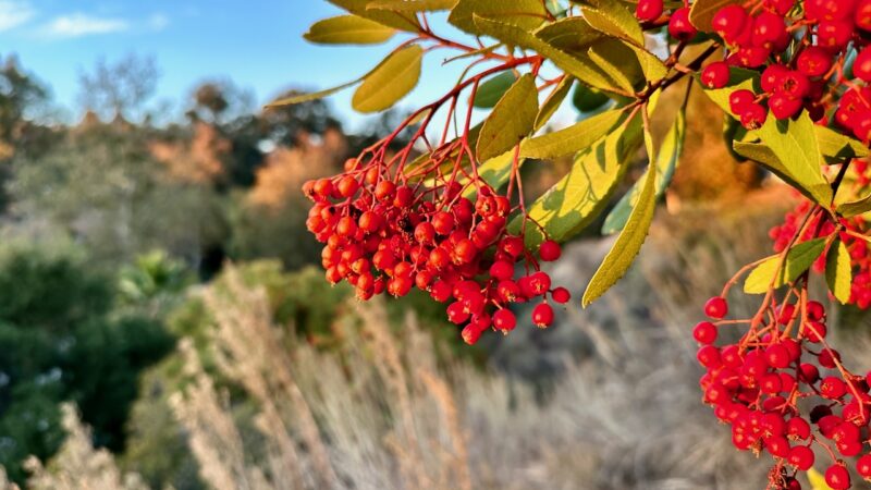 Red toyon berries hang over sagebrush at Sage Hill