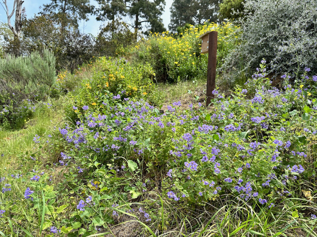 A hillside covered in wildflowers at Sage Hill including bush monkeyflower, purple nightshade, and bush sunflower. 