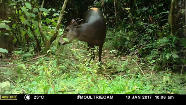 A yellow-backed duiker approaches a camera trap in Dja Biosphere Reserve, Cameroon.