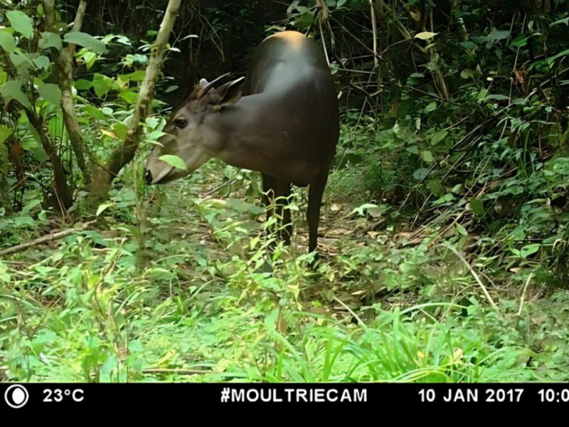 A yellow-backed duiker approaches a camera trap in Dja Biosphere Reserve, Cameroon.