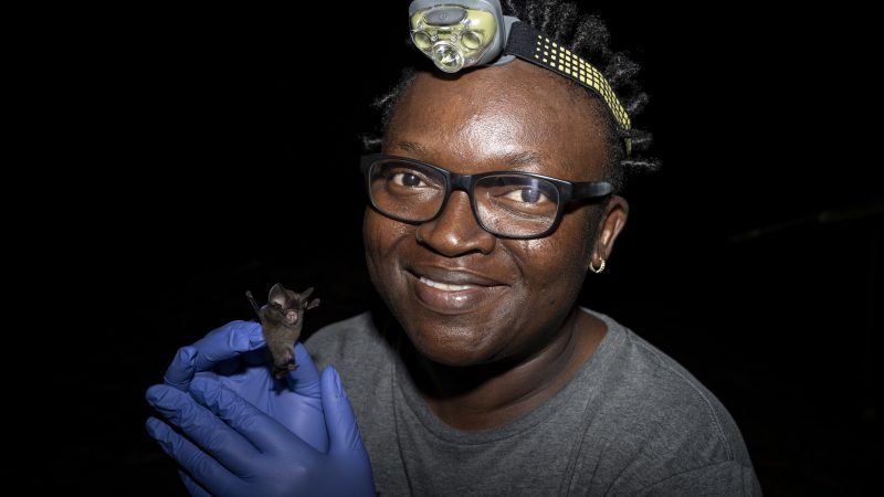 Iroro Tanshi holds up a bat at the makeshift workstation in Odukpani, Cross River State on the 18th of February, 2024