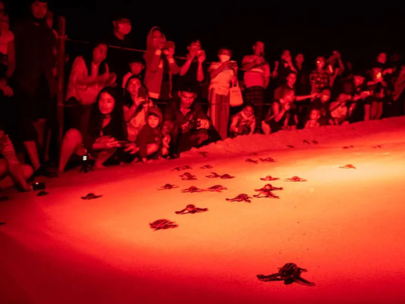 Tourists watch leatherback sea turtle hatchlings crawl toward the sea under the glow of less intrusive red lights. Artificial white lighting can attract the hatchlings away from the ocean, where predators may be lurking. Sirachai Arunrugstichai / Getty Images