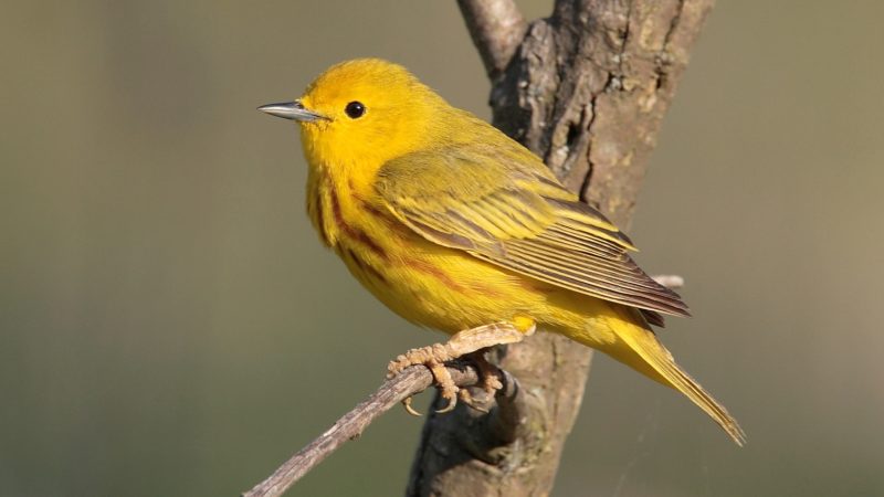 Can this bird adapt to a warmer climate? Read the genes to find out ...