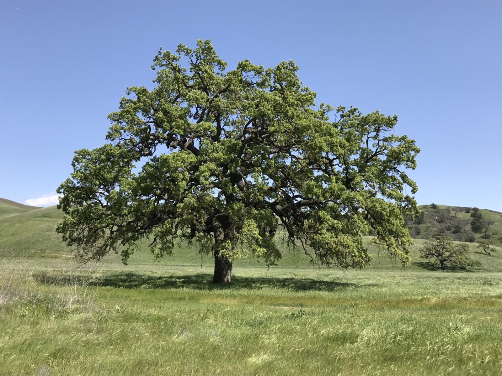 One Of California s Iconic Tree Species Offers Lessons For Conservation 